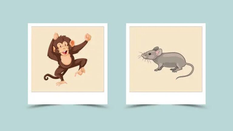 Мавпа і Щур (Миша): сумісність у стосунках за східним гороскопом