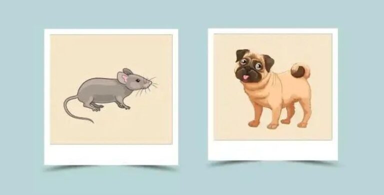 Щур (Миша) і Собака: сумісність у коханні і стосунках за східним гороскопом