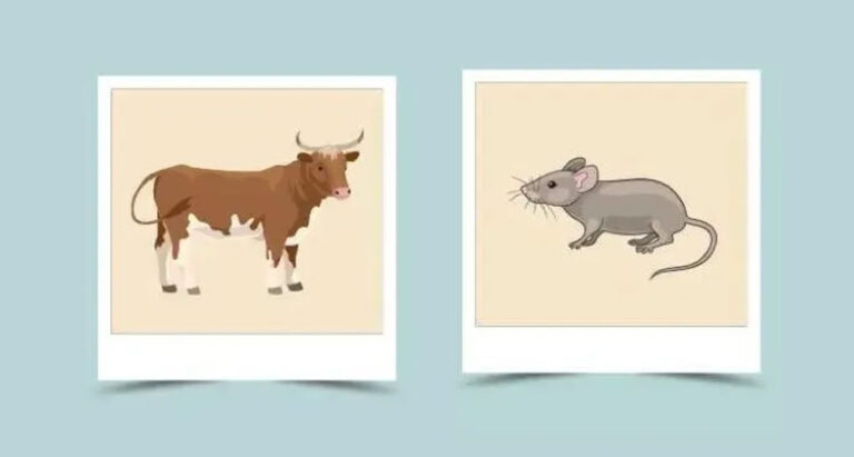 Бик і Щур (Миша): сумісність у стосунках