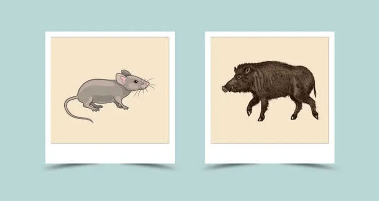 Щур (Миша) і Свиня (Кабан): сумісність у стосунках