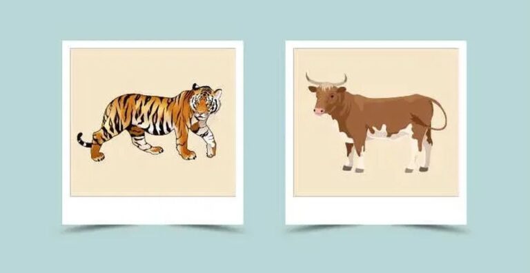 Бик і Тигр: сумісність у стосунках